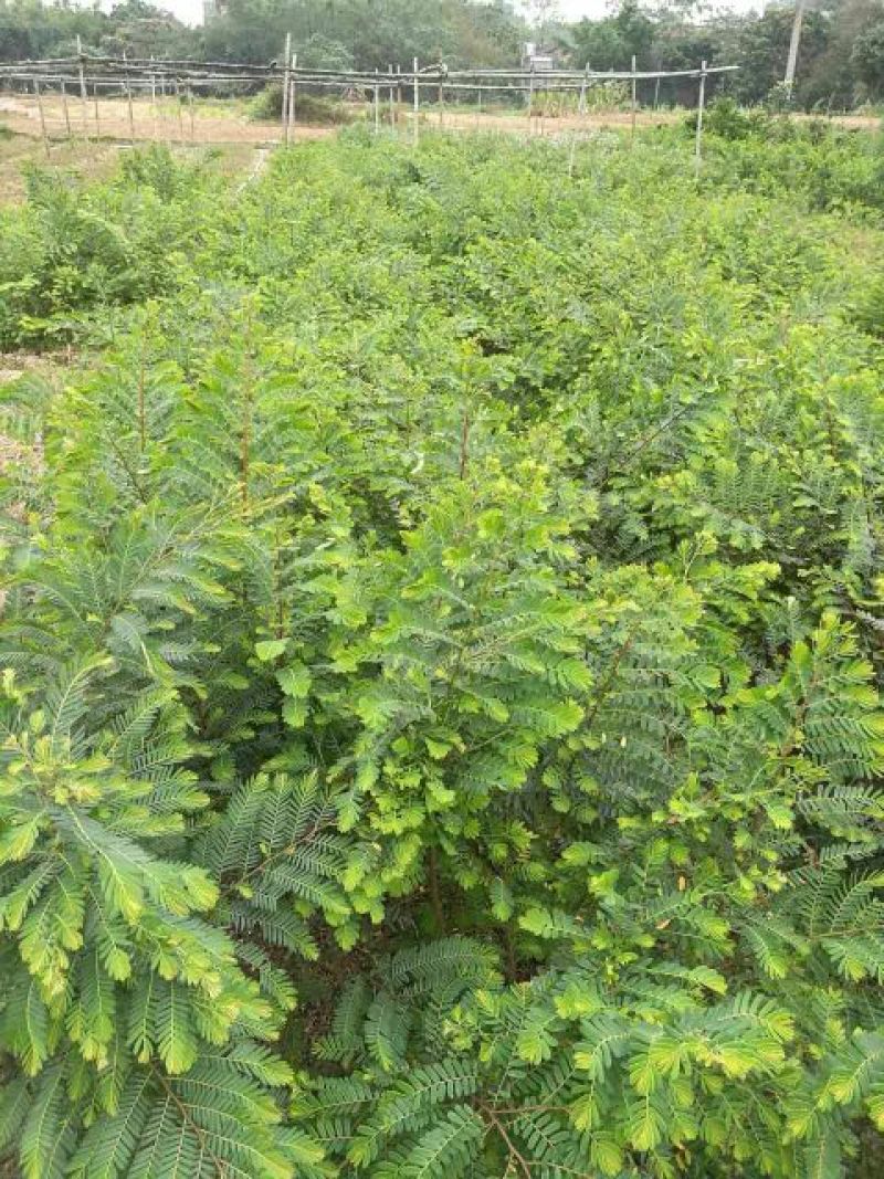余甘果嫁接苗种植一年开花结果口感很好