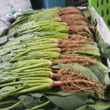 大叶菠菜25~30厘米