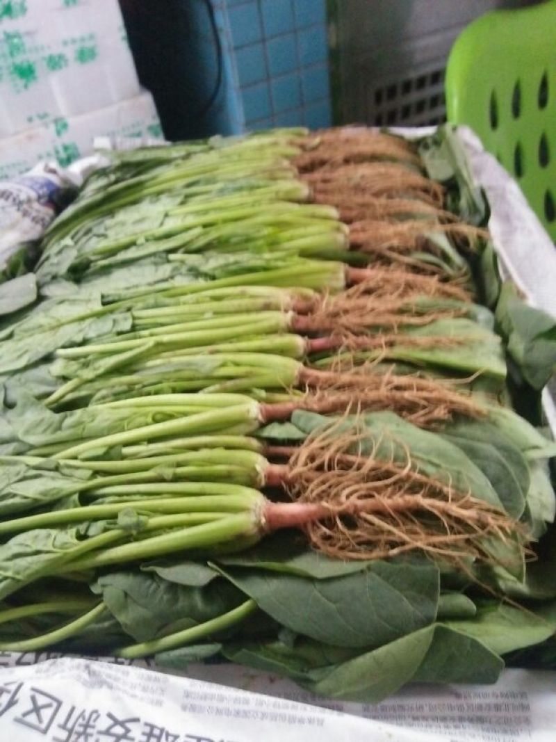 大叶菠菜25~30厘米