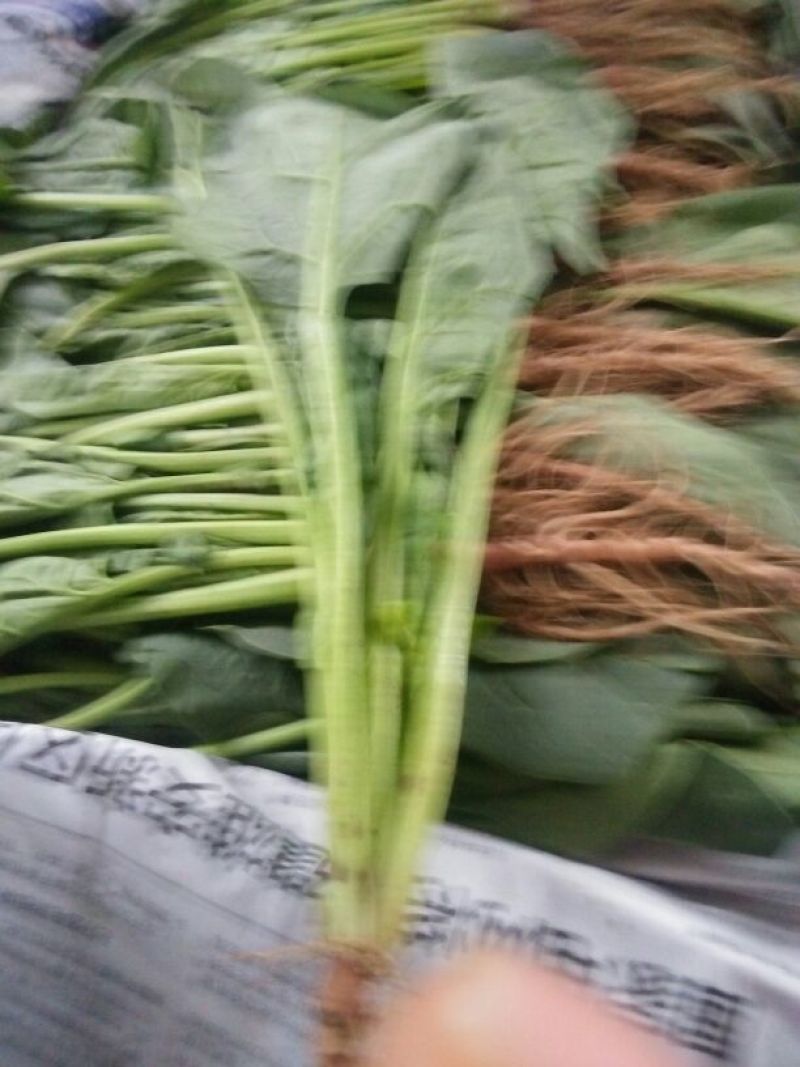 大叶菠菜25~30厘米