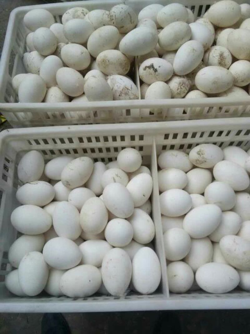 三花鹅苗250g以下