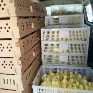 三花鹅苗250g以下