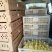 三花鹅苗250g以下