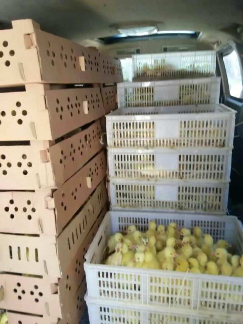 三花鹅苗250g以下