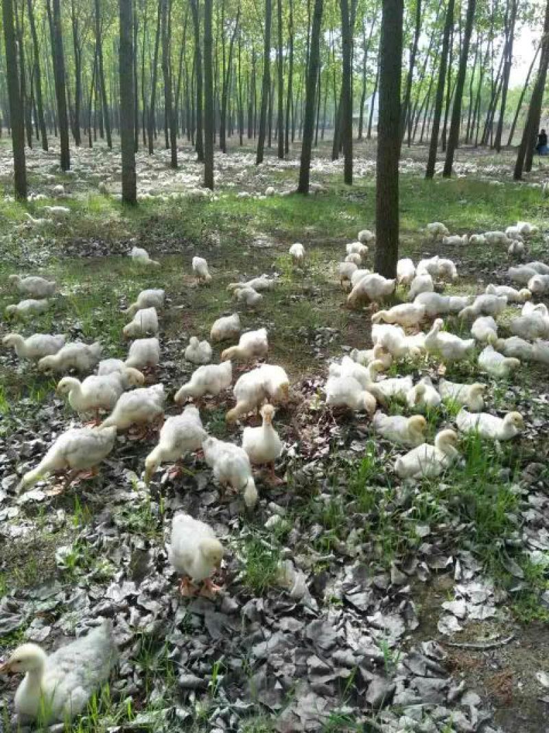 三花鹅苗250g以下