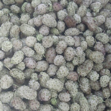 白桑葚大量上市，质量很好。现场看货，量大优惠，