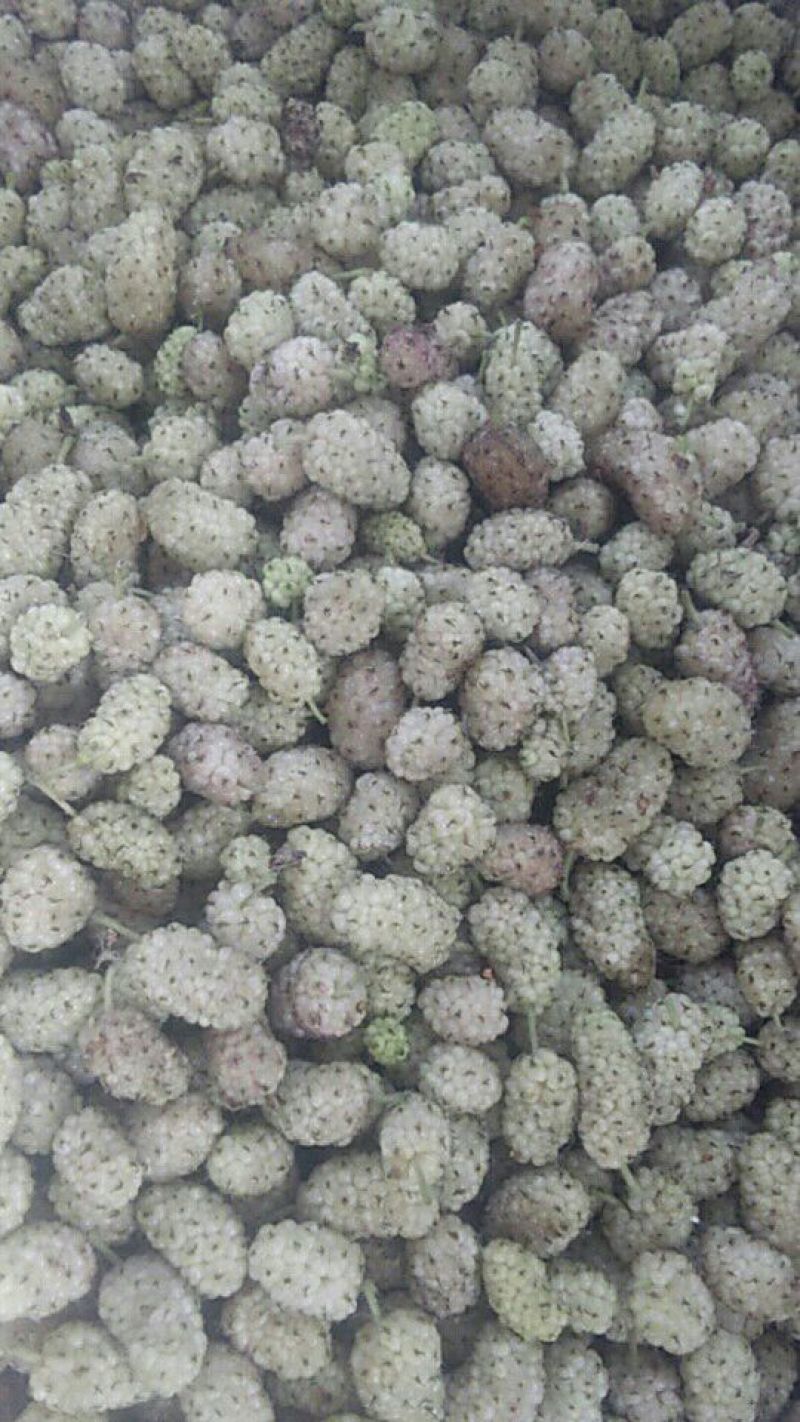 白桑葚大量上市，质量很好。现场看货，量大优惠，