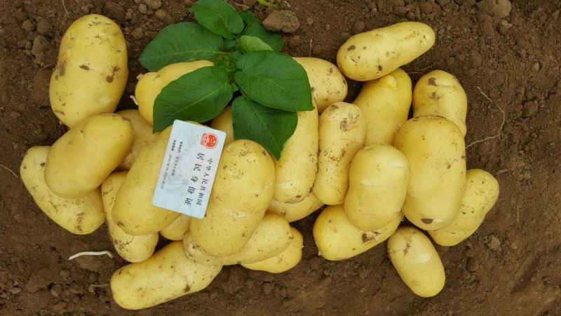 安丘优质露天土豆上市开卖