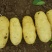 安丘优质露天土豆上市开卖