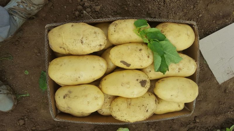 安丘优质露天土豆上市开卖