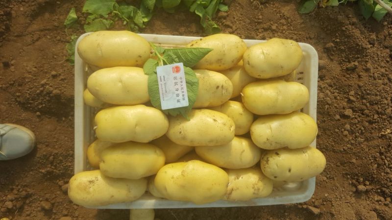 安丘优质露天土豆上市开卖