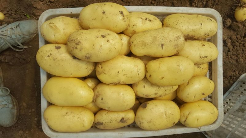 安丘优质露天土豆上市开卖