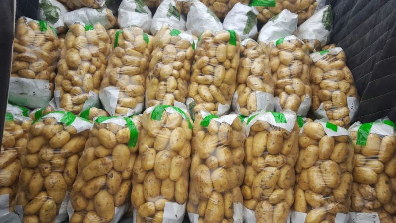 安丘优质露天土豆上市开卖