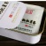 枸杞叶茶特级