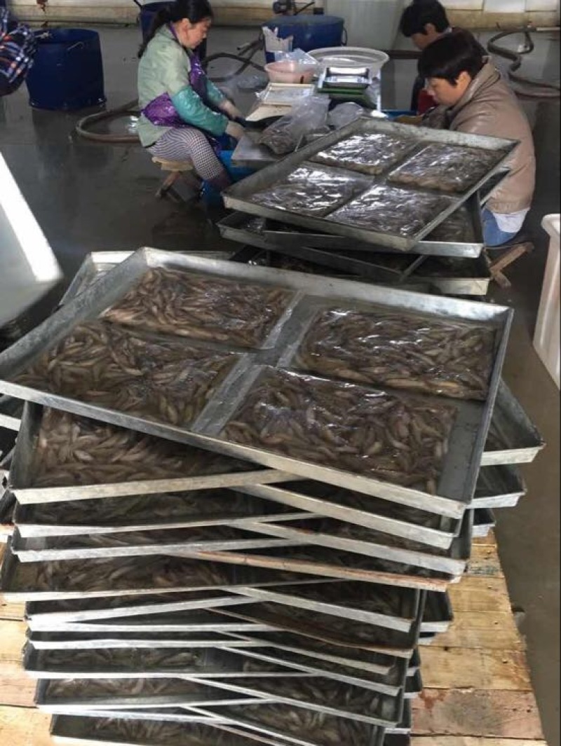 小黄鱼，山炕鱼食用