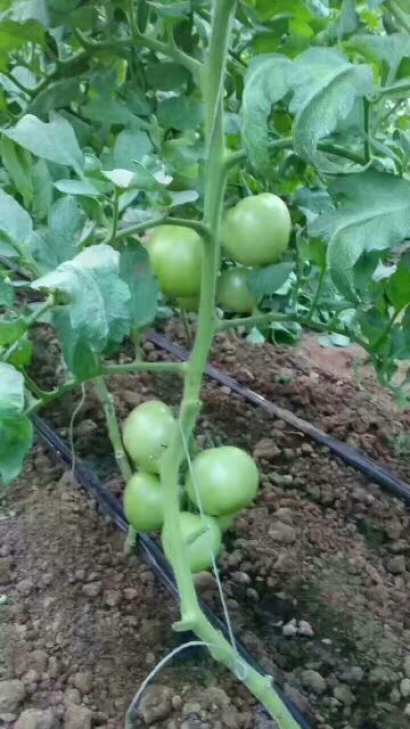 侧翼迷宫滴灌带LDPE