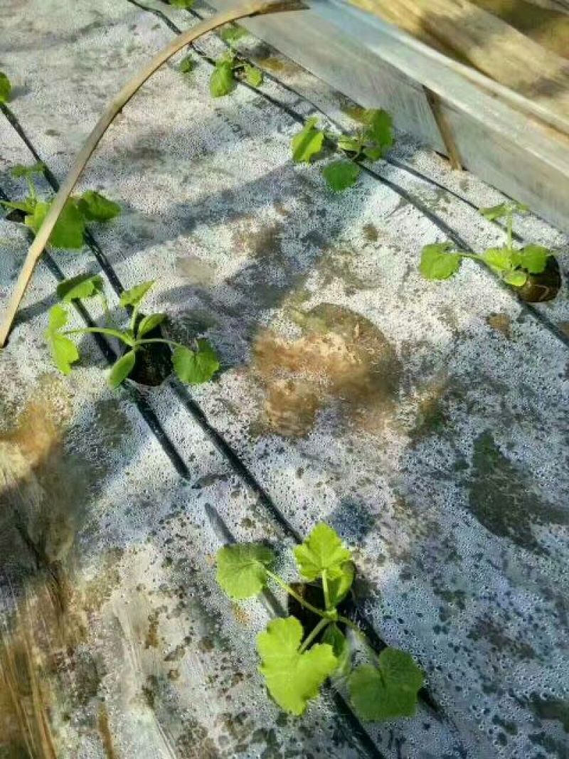 侧翼迷宫滴灌带LDPE