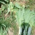 莴苣1.5~2斤40~50cm