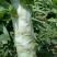 莴苣1.5~2斤40~50cm