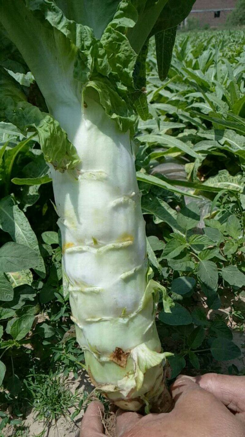 莴苣1.5~2斤40~50cm