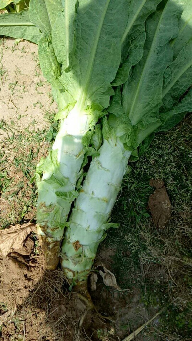 莴苣1.5~2斤40~50cm