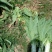 莴苣1.5~2斤40~50cm