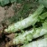莴苣1.5~2斤40~50cm