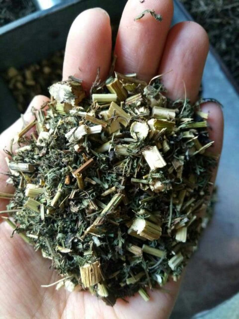 青蒿河北人工种植干货量大从优欢迎选购