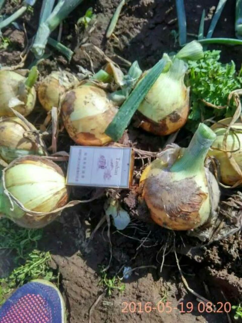 代发云南山东江苏甘肃黄皮洋葱8厘米以上红皮洋葱紫皮洋葱