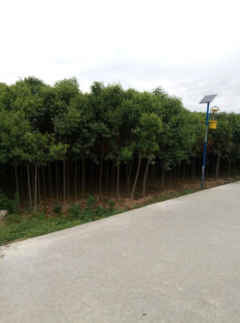 大叶女贞4cm以下