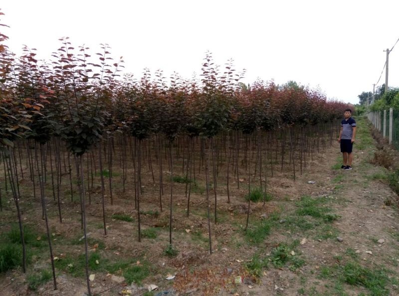 大叶女贞4cm以下