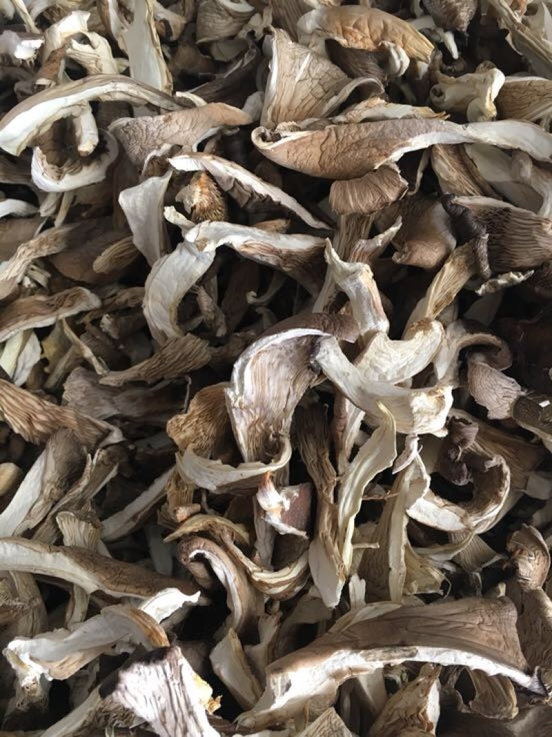 干平菇平菇条云南食用菌批发平菇菌