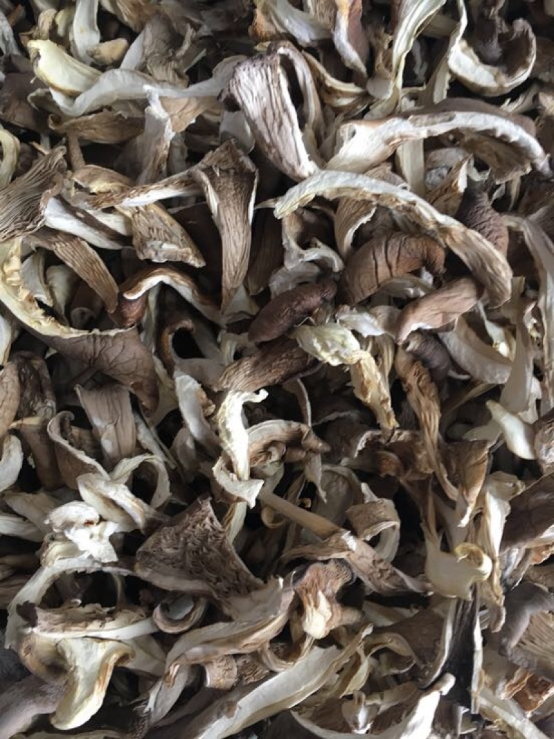 干平菇平菇条云南食用菌批发平菇菌