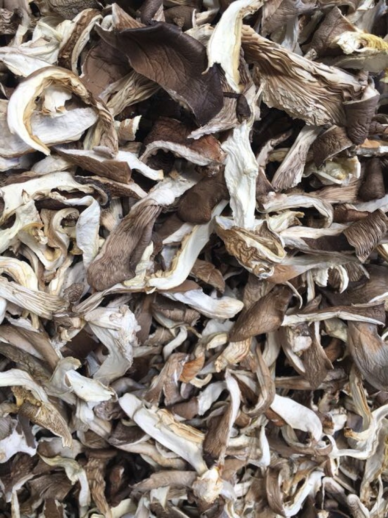 干平菇平菇条云南食用菌批发平菇菌
