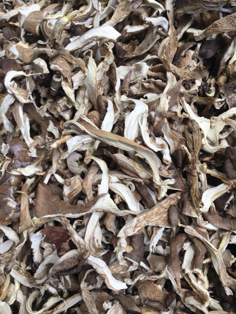 干平菇平菇条云南食用菌批发平菇菌
