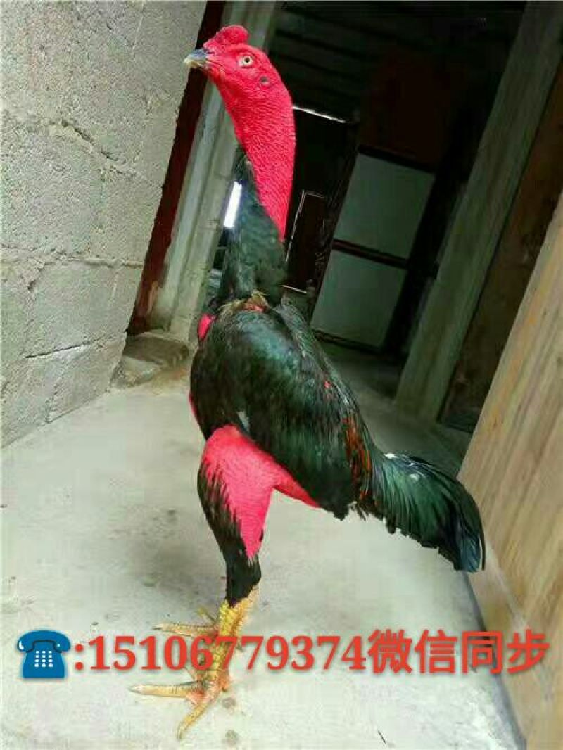 斗鸡苗500克以上脱温苗