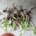 白芨种苗10cm以下