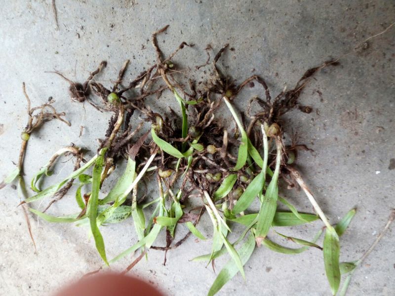白芨种苗10cm以下