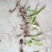 白芨种苗10cm以下