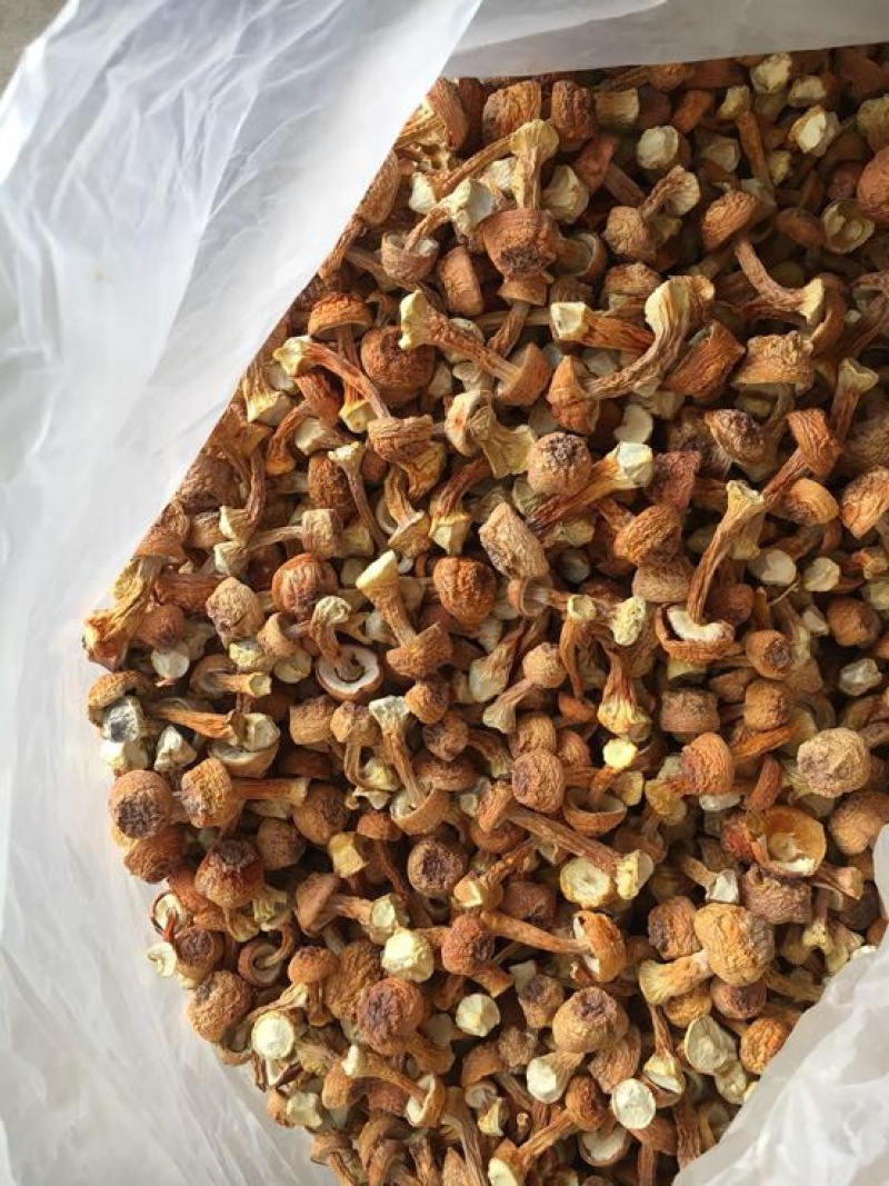姬菇姬松茸菌巴西菇云南食用菌批发