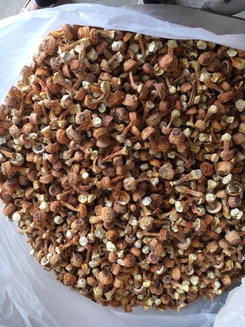 姬菇姬松茸菌巴西菇云南食用菌批发