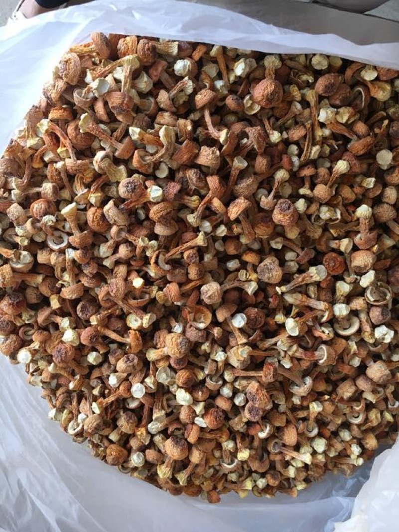 姬菇姬松茸菌巴西菇云南食用菌批发
