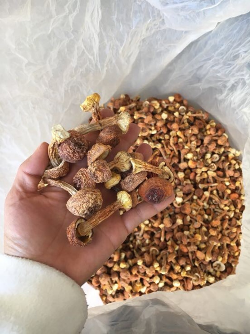 姬菇姬松茸菌巴西菇云南食用菌批发