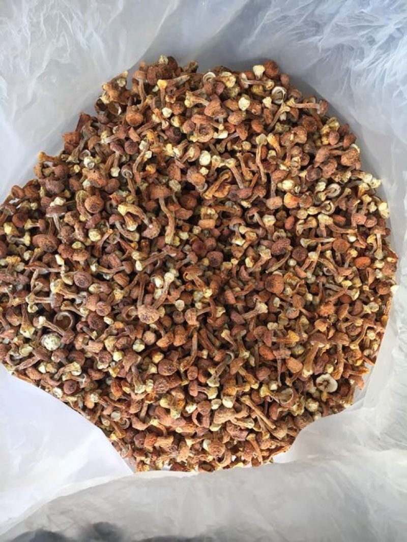 姬菇姬松茸菌巴西菇云南食用菌批发