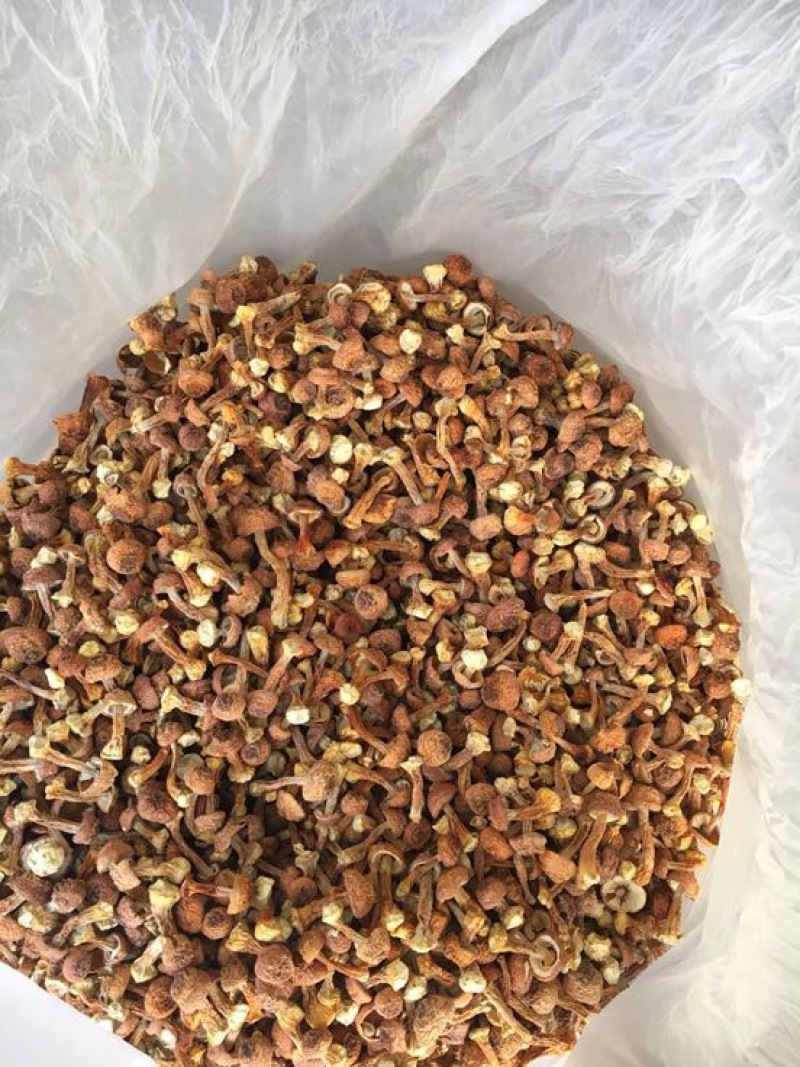 姬菇姬松茸菌巴西菇云南食用菌批发
