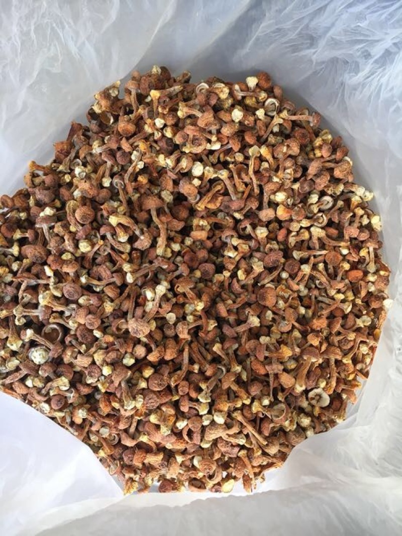 姬菇姬松茸菌巴西菇云南食用菌批发