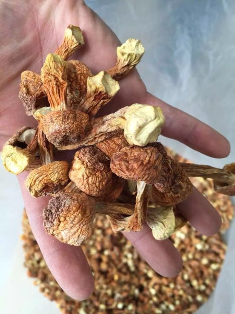 姬菇姬松茸菌巴西菇云南食用菌批发