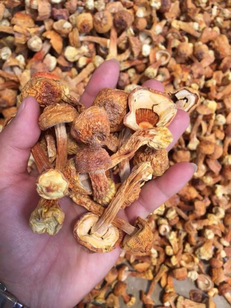 姬菇姬松茸菌巴西菇云南食用菌批发