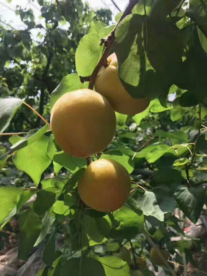 陕西金太阳杏，丰源红，产地批发，货源充足，质量保证！