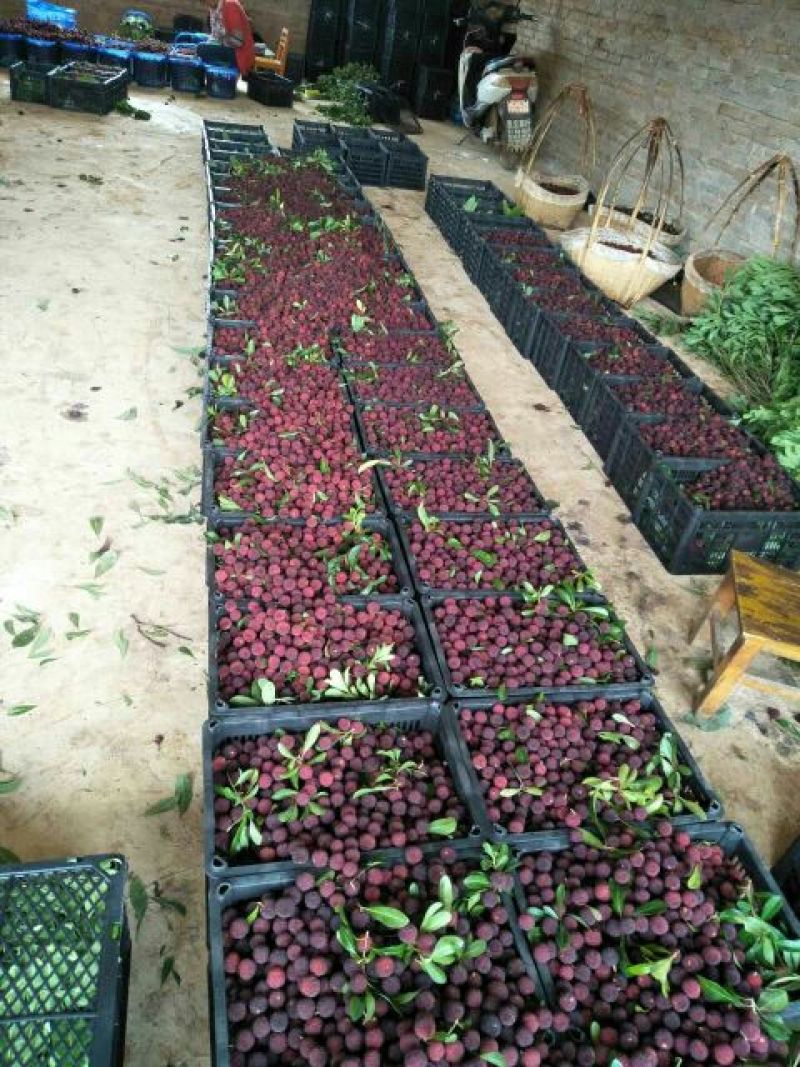 荸荠种1.5~2cm
